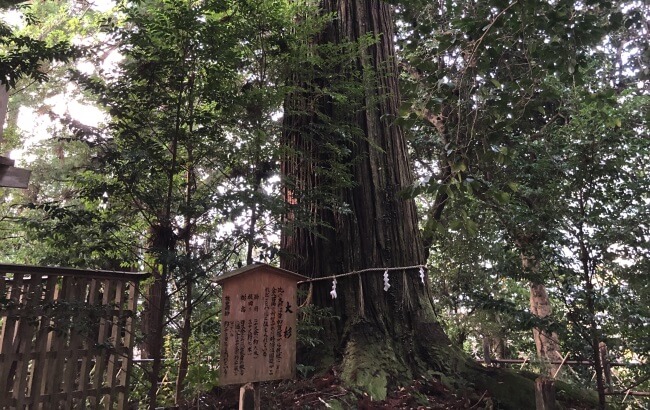 須佐神社　大杉